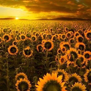 Meet your Posher, Priscilla